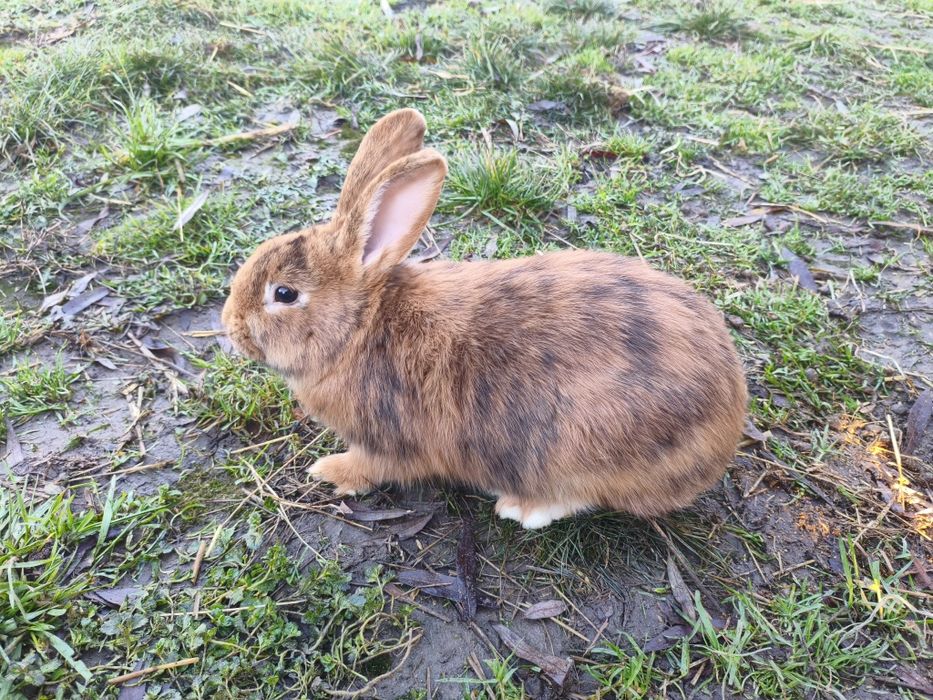 Króliki japońskie nowozelandzki czerwony