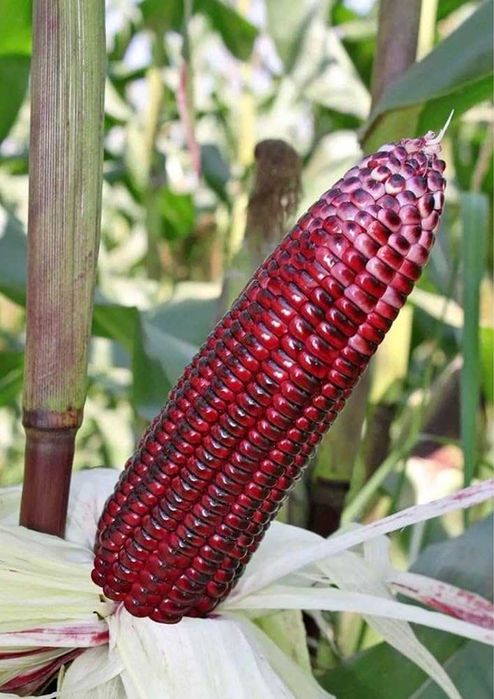 Czerwona kukurydza RUBIN CORN