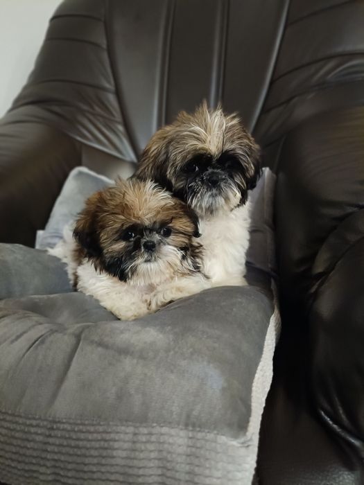Shih tzu szczeniak suczka