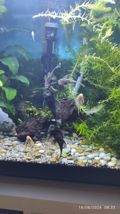 Ancistrus peixe água doce (limpa fundos)
