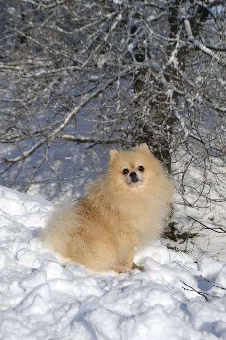 Вязка. Кобель Померанского шпица