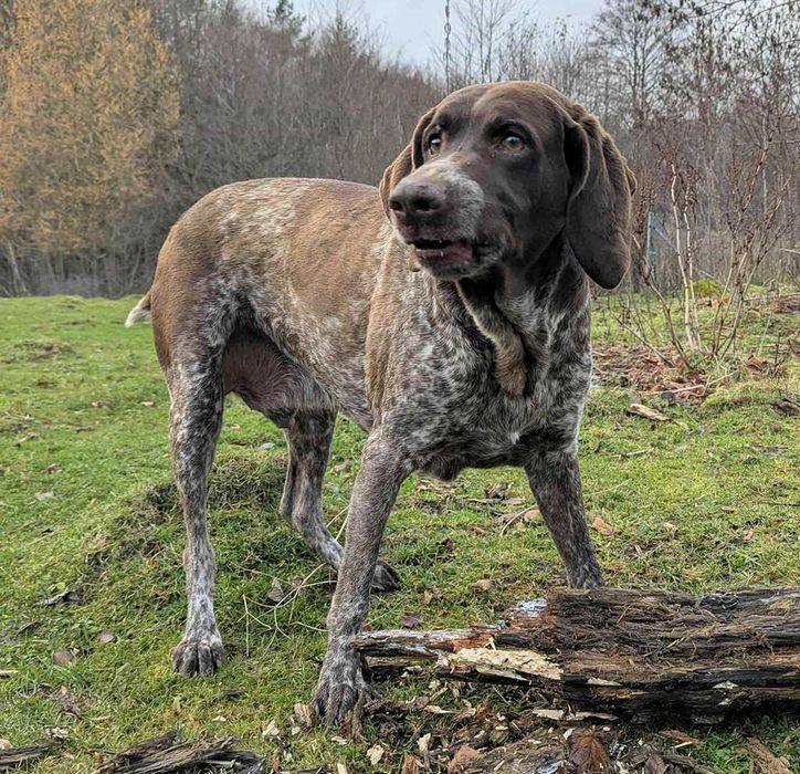 Wyżeł szuka dobrego domu.