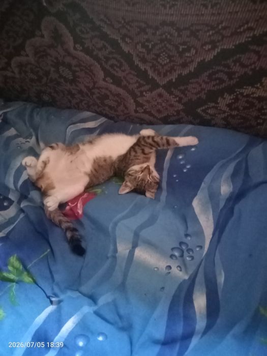 Кошечка -принцеска.