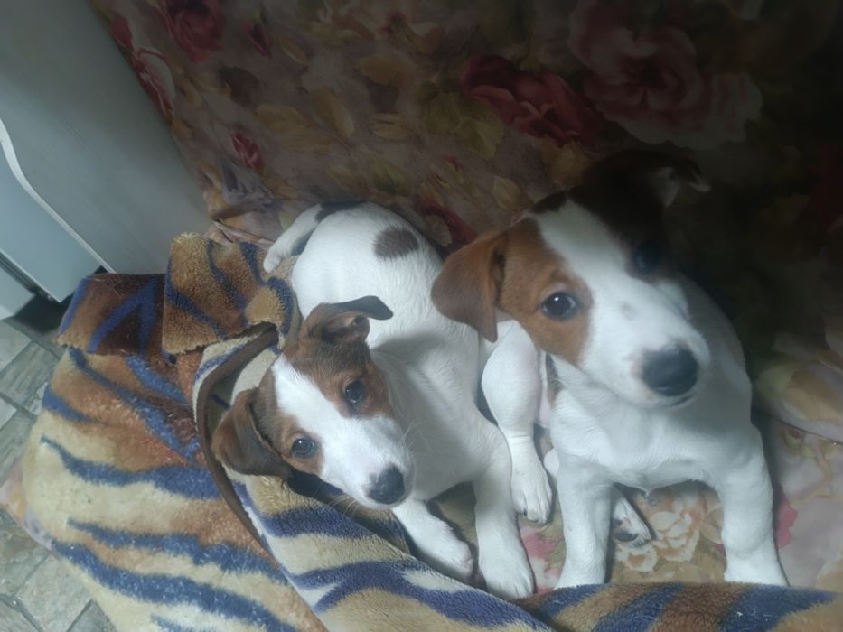 Джек рассел дівчатка