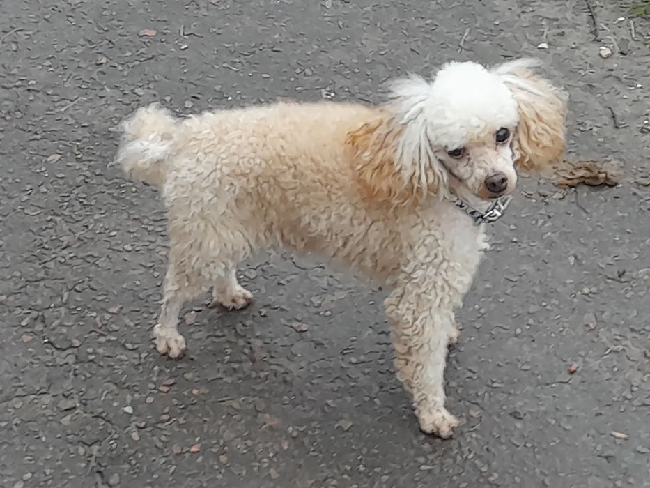 Вязка той пудель, шукаємо прекрасну даму