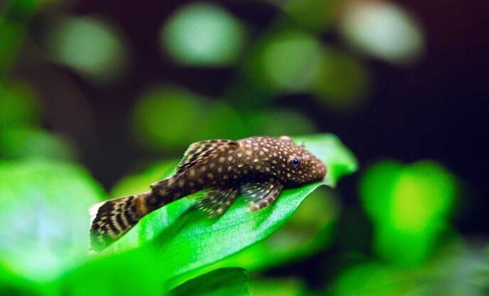 Glonojad - Zbrojnik niebieski - Ancistrus dolichopterus - dowozimy