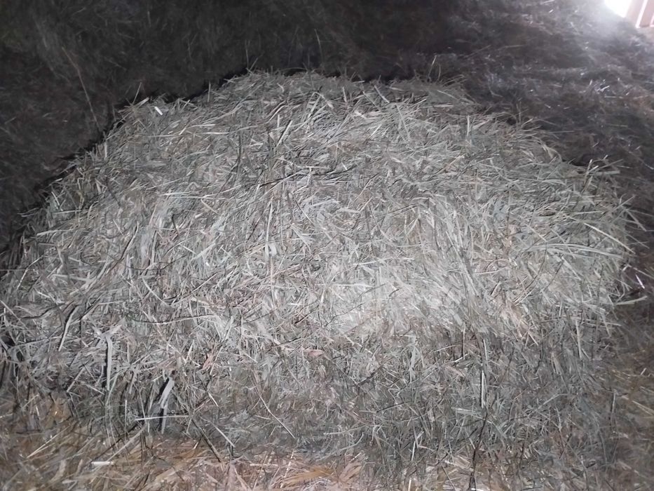Siano drugi pokos