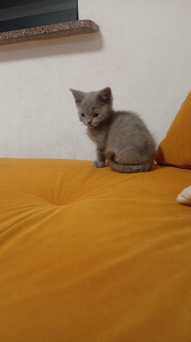 Kocurek niebieski brytyjski