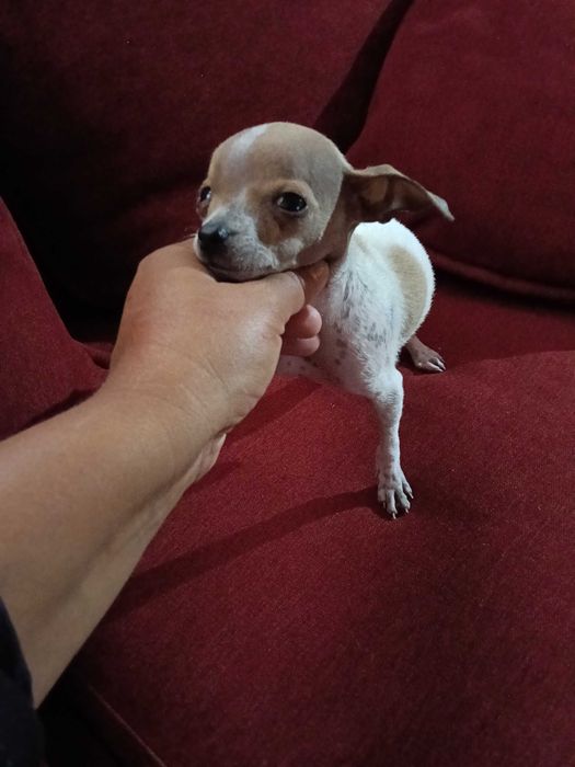 Chihuahua miniatura vacinado