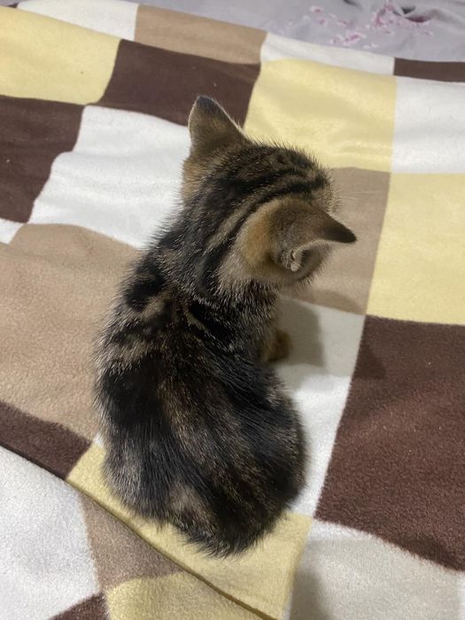 Котики породисті продам.