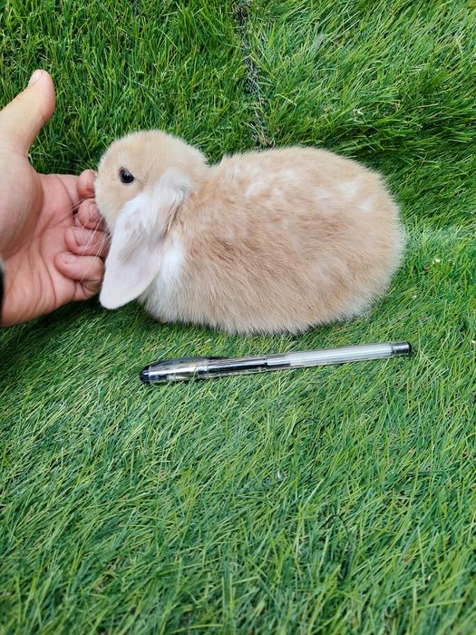 Coelhos anões várias raças(mini: loop/orelhudos, holandes/toy, angorá)