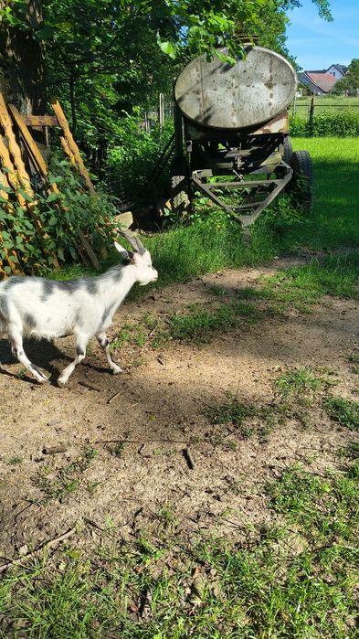 Sprzedam 2 koziołki