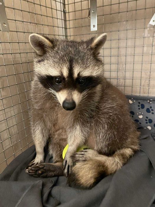 Професійне перевезення тварин Доставка животных в Европу США Канаду