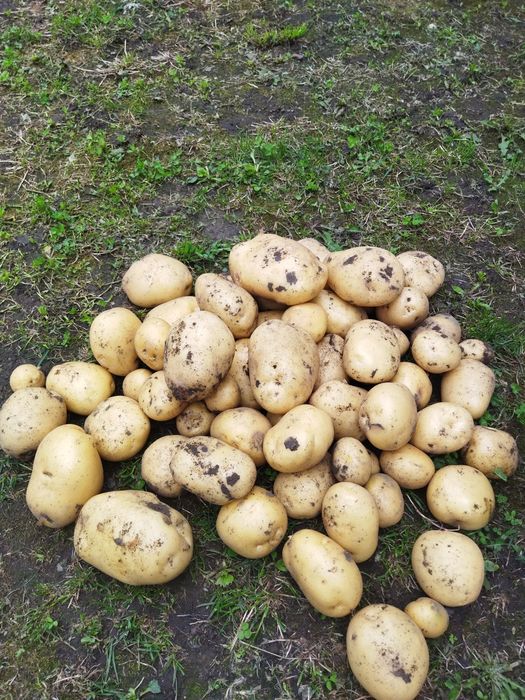 Продам картоплю Рівєра рання