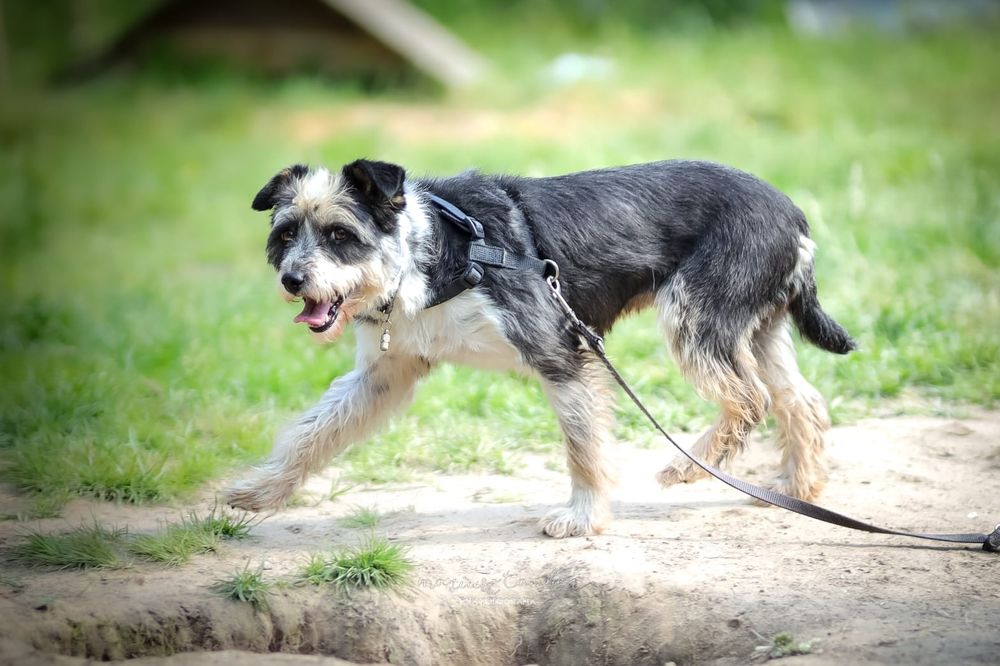 Panda czeka na swój pierwszy dom!