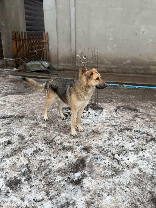 Отдам собаку в добрые руки