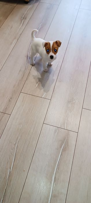 Джек Рассел  цуцики