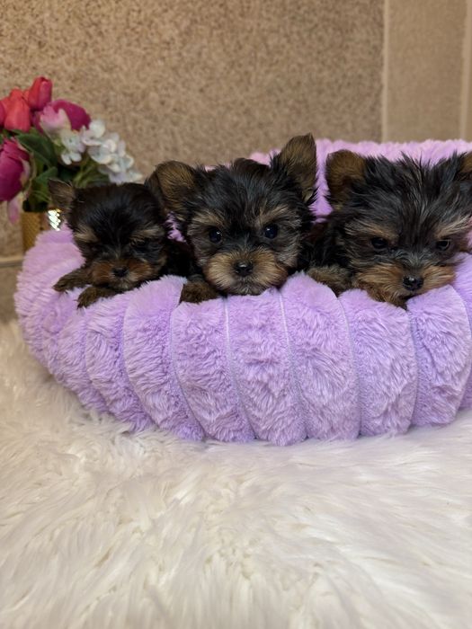 Шикарні супер мініки