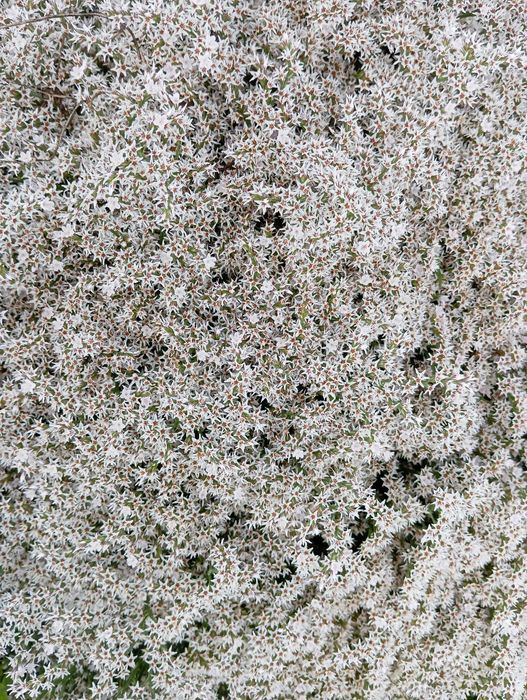 zatrwian tatarski kwiat suszony 2025