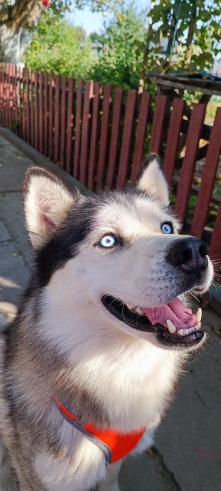 Шукаємо дівчинку для нашого красеня