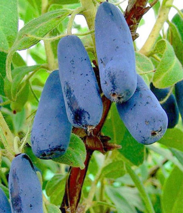 Sok z jagody kamczackiej