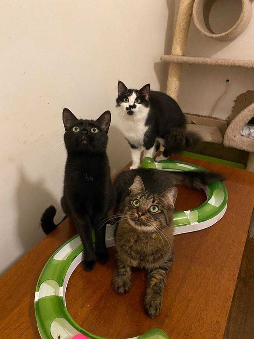 Купер шукає люблячу людину!