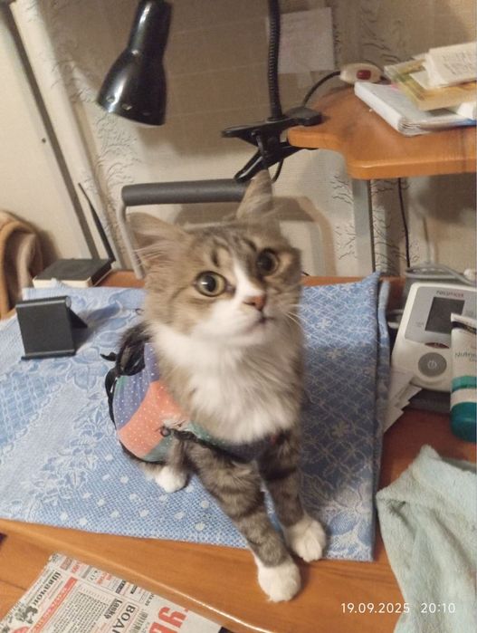 У пошуках родини кицюня