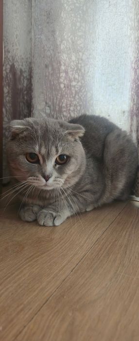Scottish Fold menino