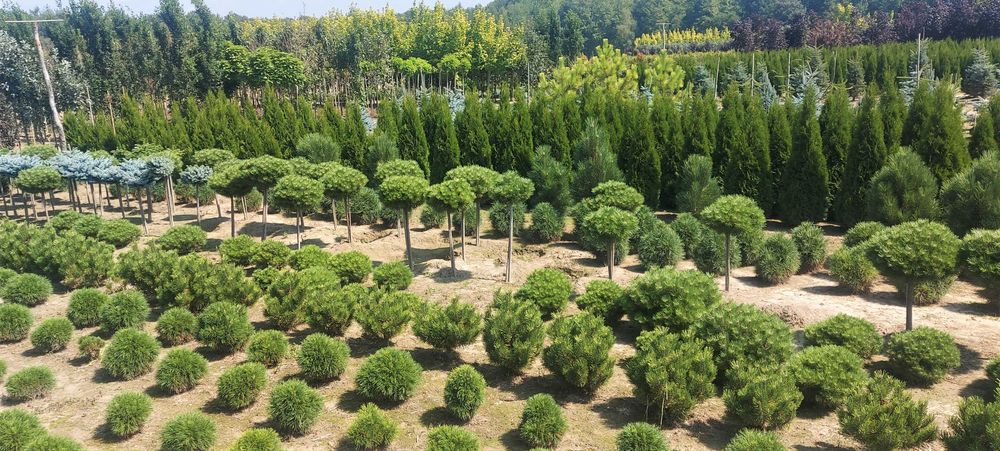 Tuja Szmaragd wysokość 180cm