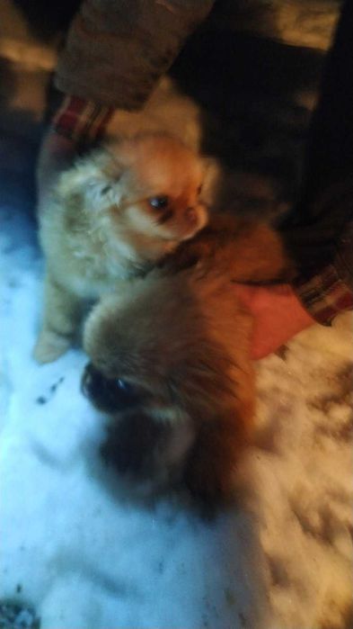 продаж цуценят пекінесів дві дівчинки дуже грайливі