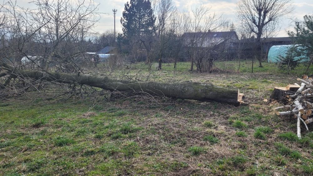 Drzewo wiśnia w klocu