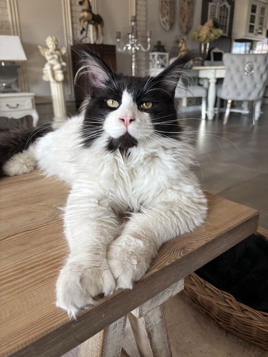 Roczny kocurek maine coon Rodowód FPL/FIFE opcja do hodowli