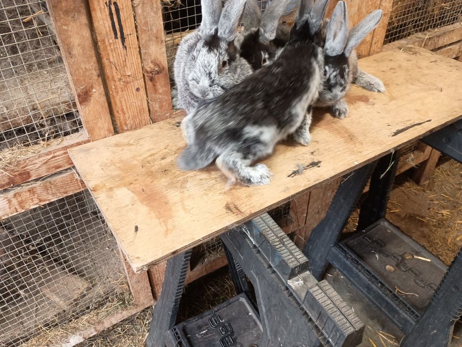 Wjs Wielki jasnosrebrzysty rodowód