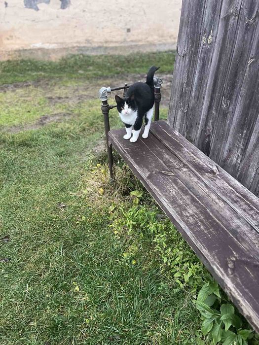 Кошенята.Хлопчик та дівчинка