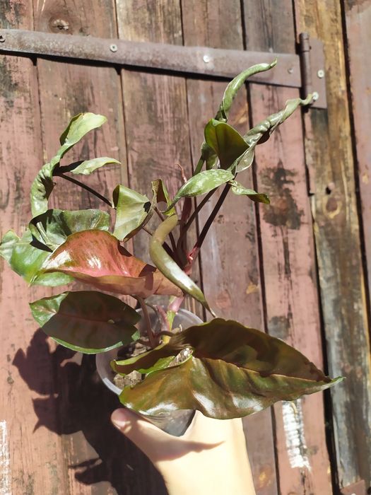 Шефлера Жанин Janine, антуріум, хойя