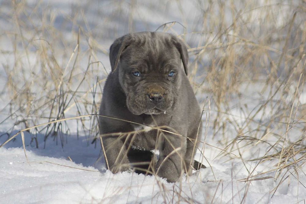 Сірий кане корсо