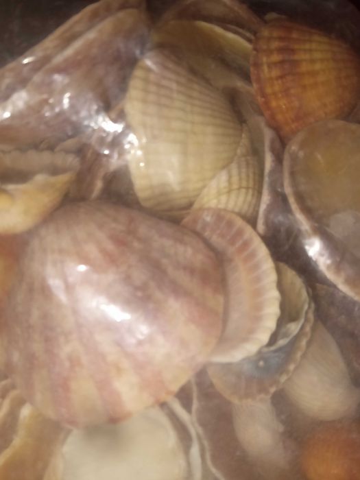 Красиві великі ракушки для акваріуму. Японія.