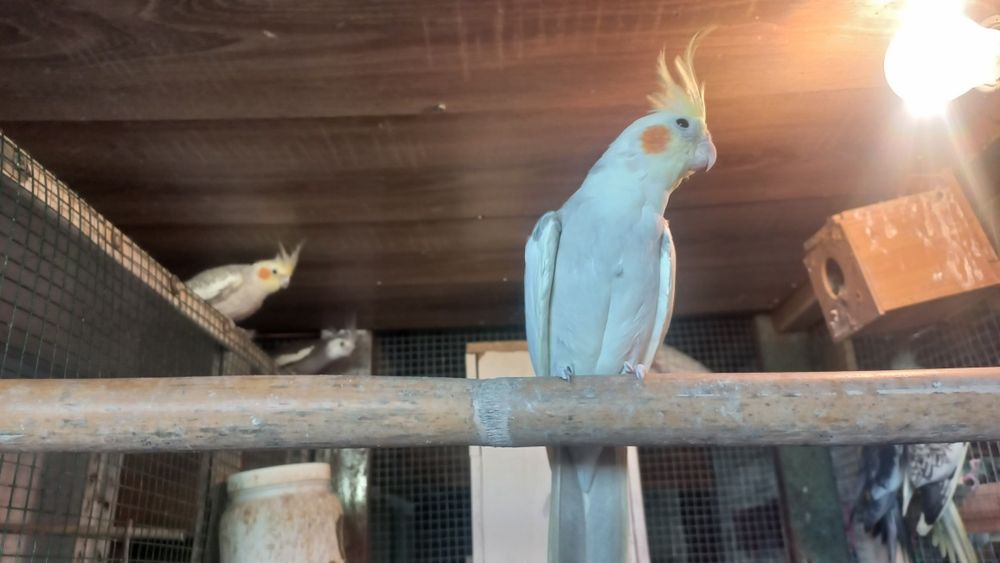 Tenho caturras para vender e piurras