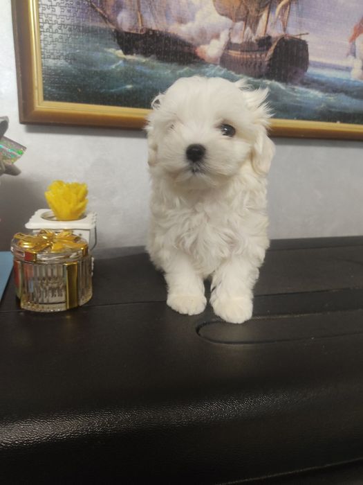 Милий Ніжний та Красивий