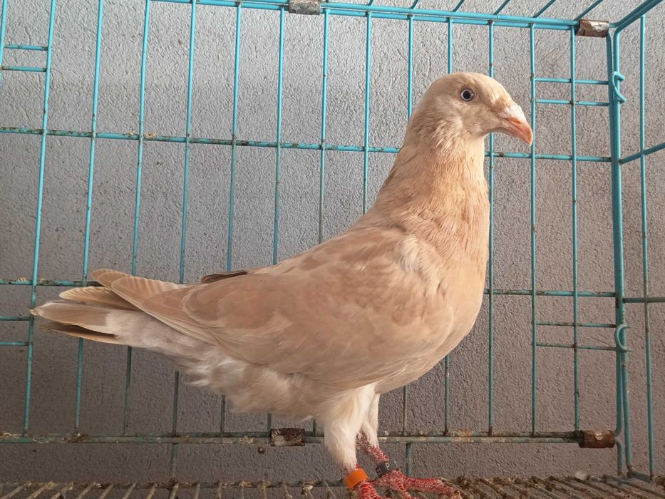 Criador lusitano , raça autóctone portuguesa