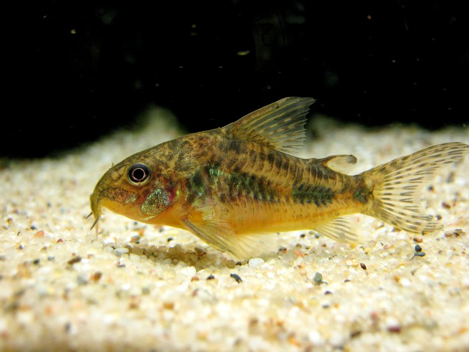 Hodowla neonki razbory danio mieczyk  gupiki molinezje kiryi krewetki