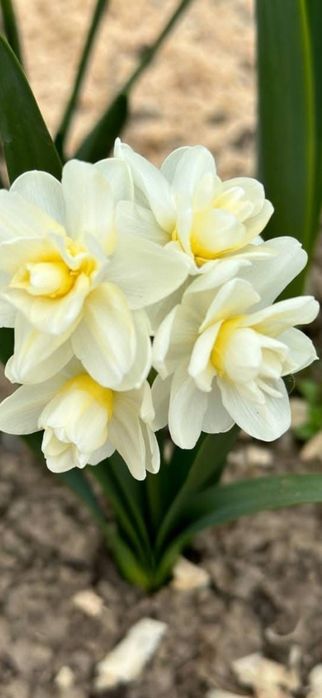 Нарциссы , тюльпаны