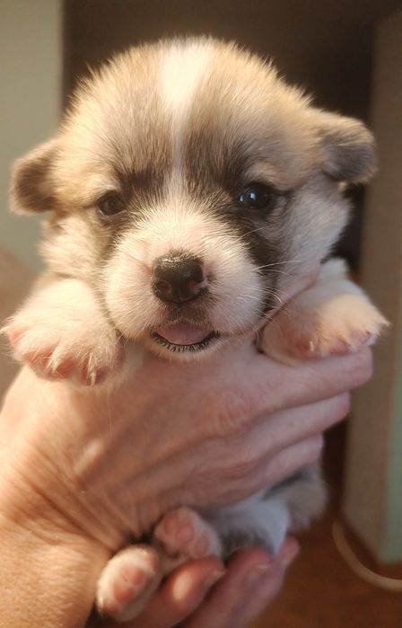 Welsh corgi pembroke