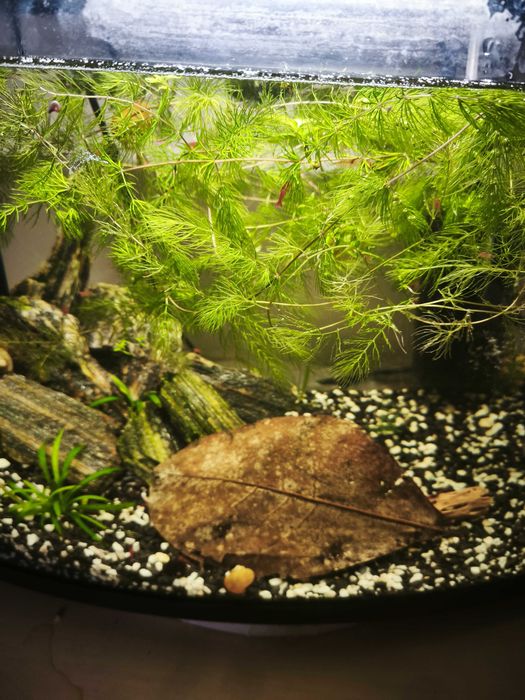 Акваріум 42 літри з креветками і мальками гуппі, барбусів та сомиків