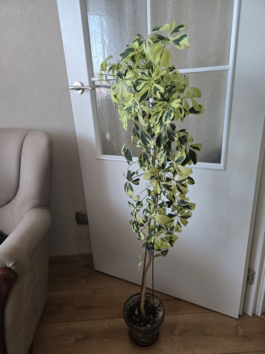 Szeflera kwiat doniczkowy