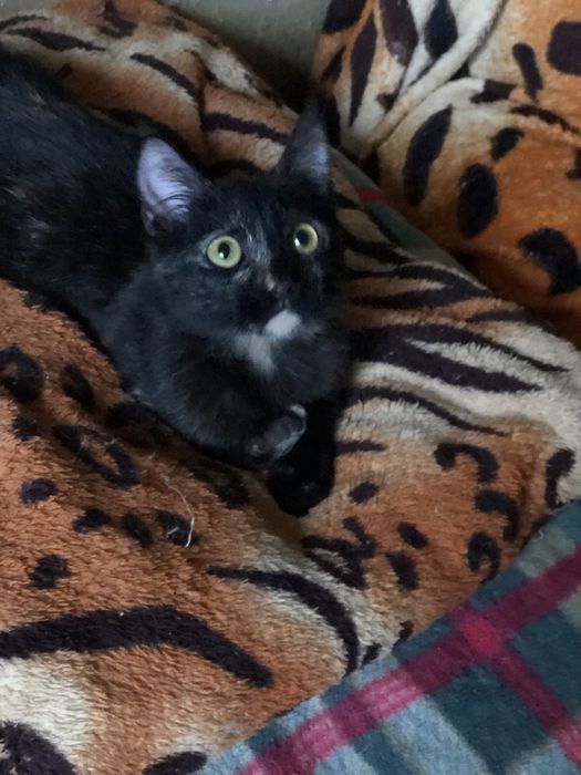 Красивая миниатюрная  кошечка 2 года