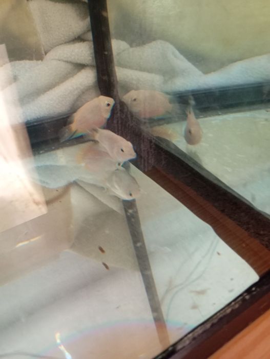 Tenho 3 peixes para troca de outros peixes ou pássaros ou venda urgente