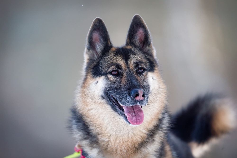 Kloe, sunia.w typie północniaka do adopcji