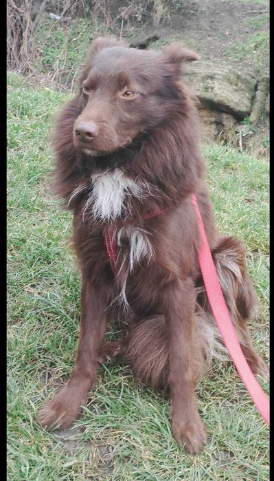 Молодой пёсик в хорошие руки