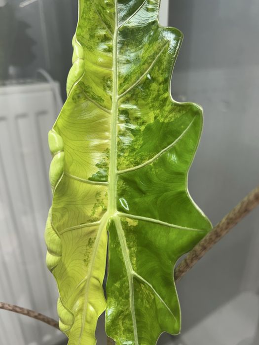 Alokazja PseudoSanderiana Pink Variegata bulwa nr 1
